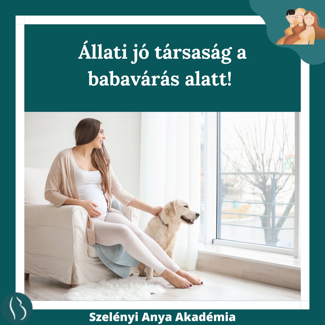 Állati jó társaság a babavárás alatt!